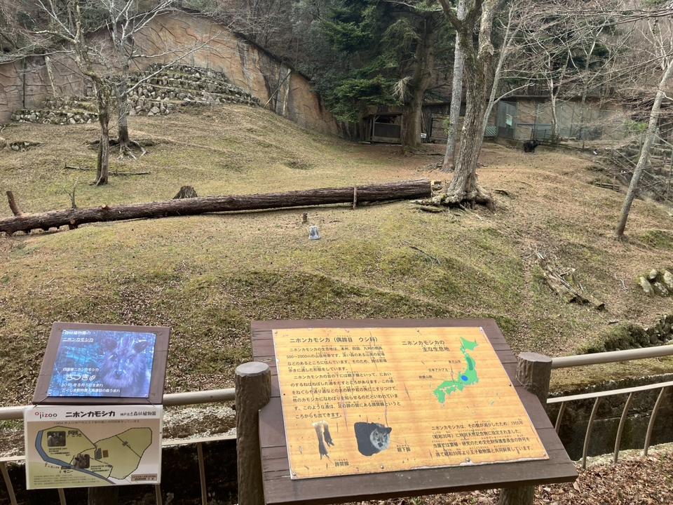 R7/3/27 神戸森林植物園 カモシカ園 枯れ松伐採の画像