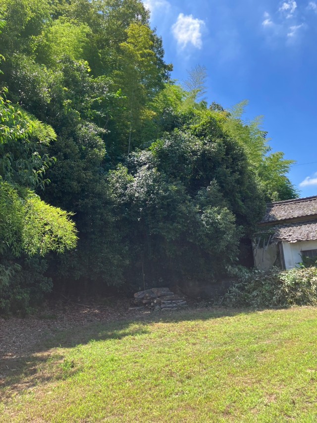 笠岡地内 支障木伐採3本 人力伐採の画像