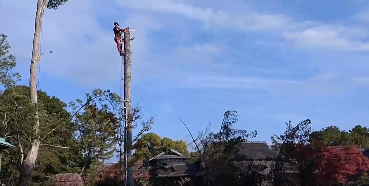 後楽園 高所剪定及び景観伐採の画像