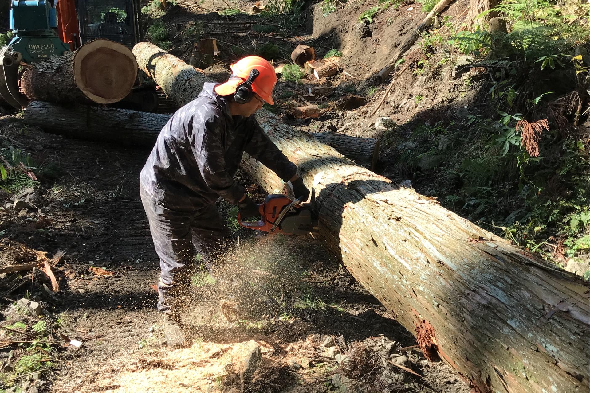 伐採のイメージ画像