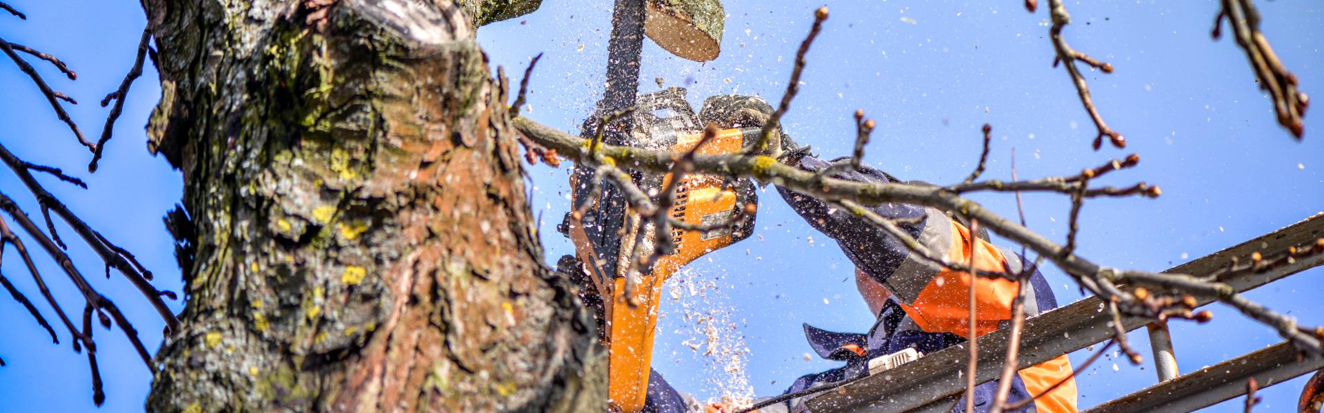 特殊伐採のイメージ画像