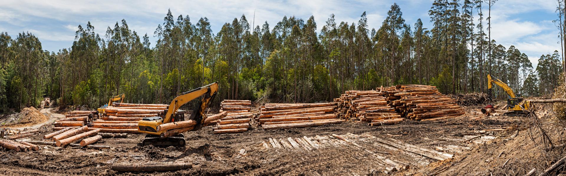 広域伐採のイメージ画像