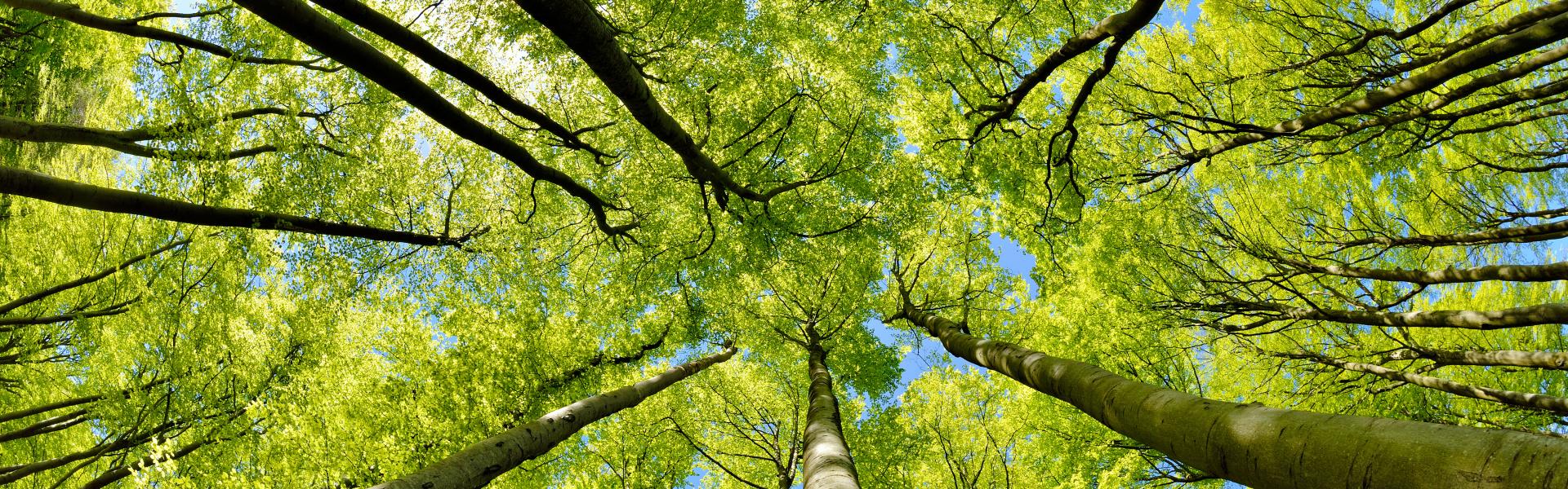 森林整備のイメージ画像