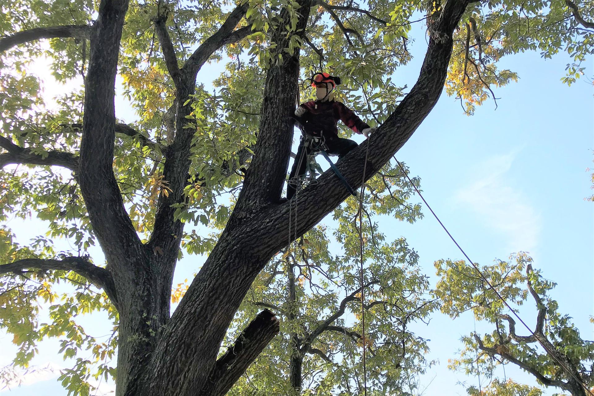 空師による人力高所伐採の画像