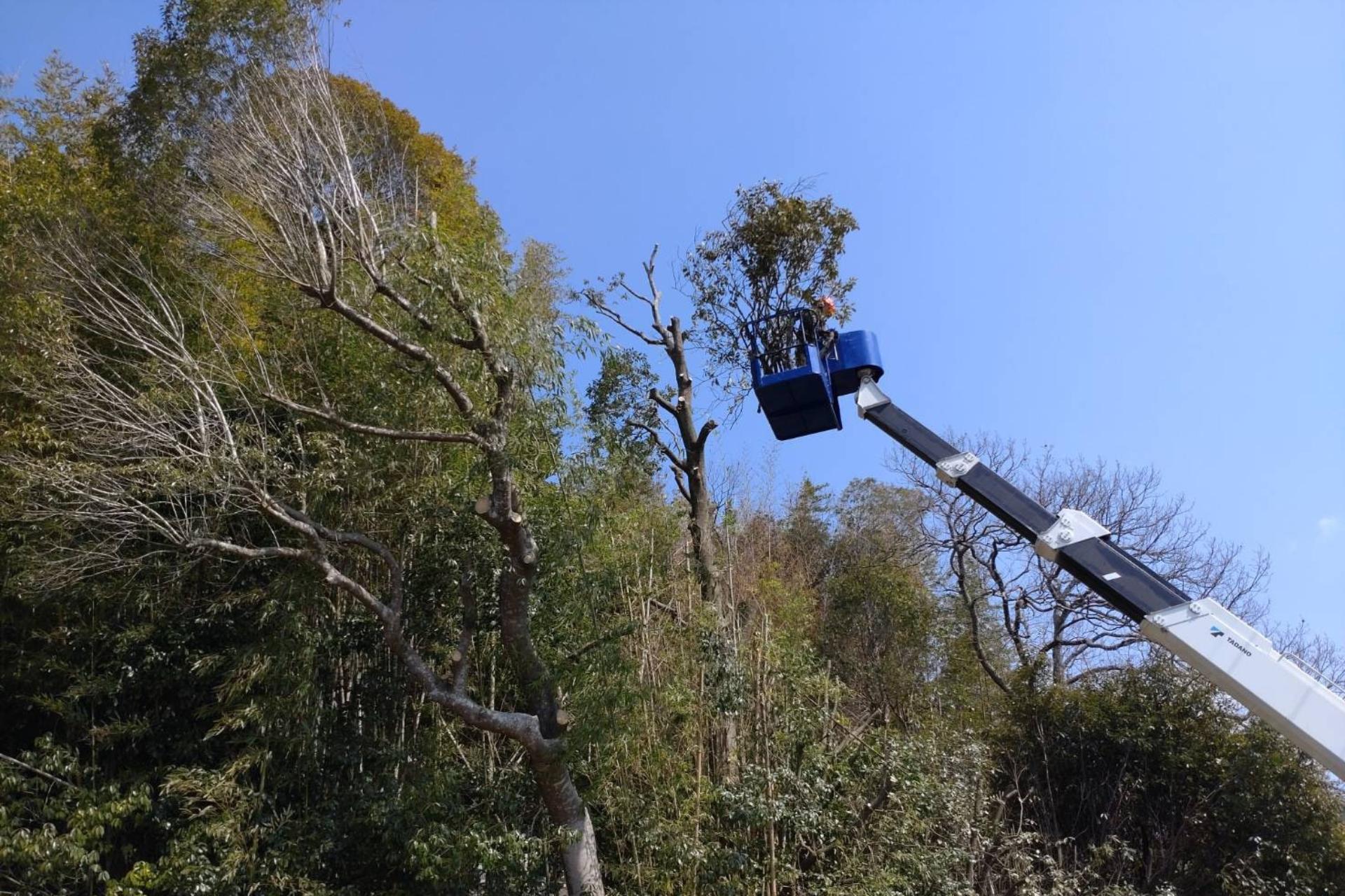 高所伐採の画像