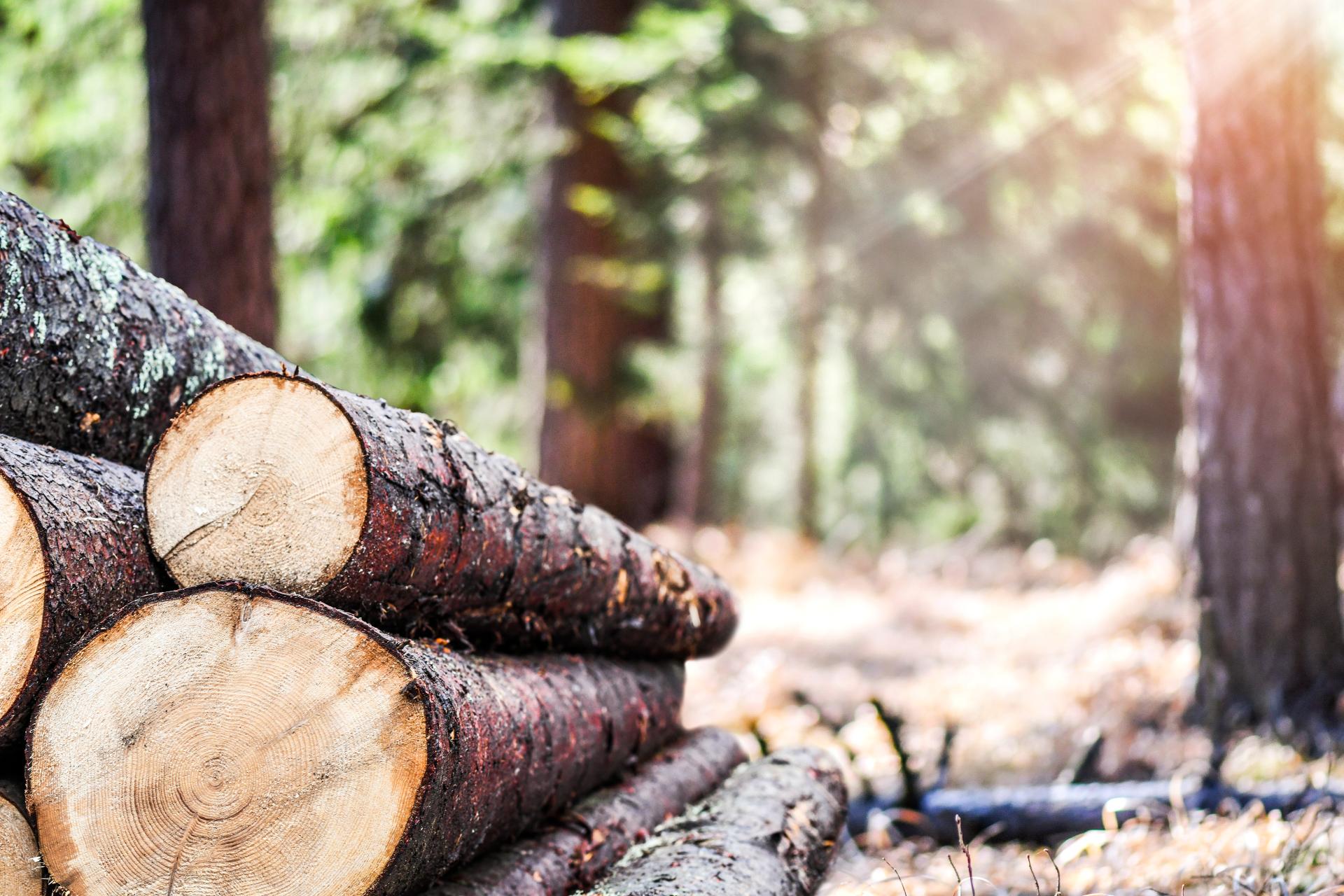 伐採のイメージ画像